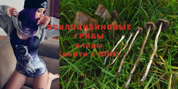 прущие грибы Инта